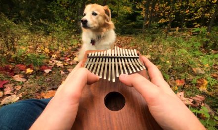 8 Best Kalimba Thumb Pianos for Beginners